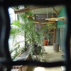 Tropical House - Oriental pied hornbill enclosure