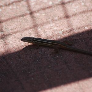 Lizard ID