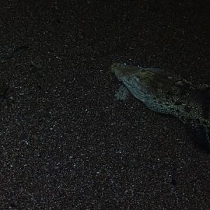 Meeresaquarium Zella-Mehlis: Crocodylus moreletii