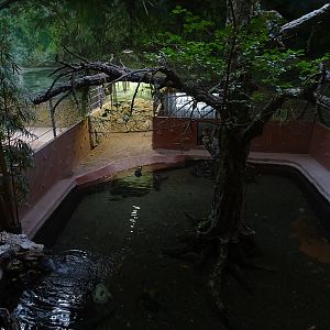 Meeresaquarium Zella-Mehlis: Spectacled caiman enclosure