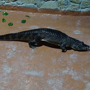 Meeresaquarium Zella-Mehlis: Caiman crocodilus