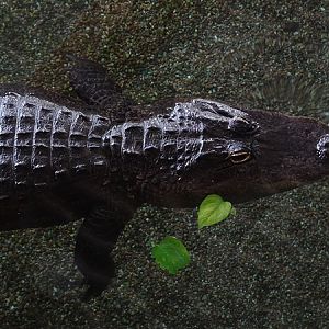 Meeresaquarium Zella-Mehlis: Alligator mississippiensis