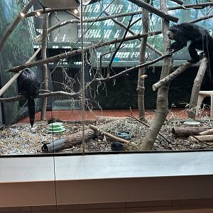 May 2025 - RACC - Two Sakis and a Sengi