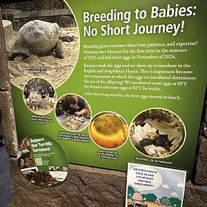 May 2025 - Reptile and Amphibian House - Tortoise Signage