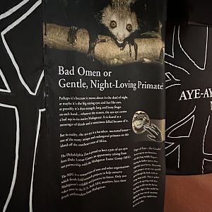 May 2025 - PECO Primate Reserve - Aye-Aye Drapery