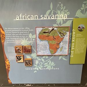 May 2025 - McNeil Avian Center - African Signage