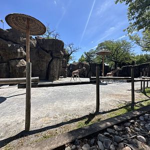 May 2025 - African Plains - Giraffe Enclosure