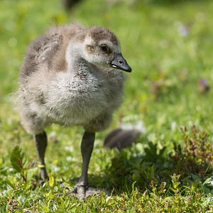 Juvenile Nene / Hawaiian goose, WWT Slimbridge, UK