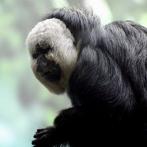 White-Faced Saki (Pithecia pithecia)