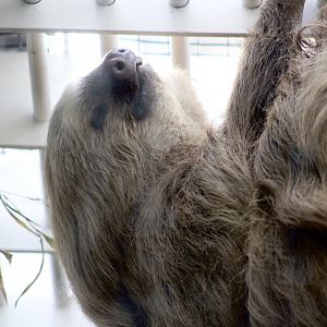 Hoffmann’s Two-Toed Sloth (Chololepus hoffmanni)