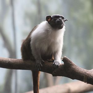 Pied Tamarin (Saguinus bicolor)