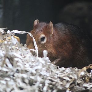 Black-and-Rufous Sengi (Rhynchocyon petersi)