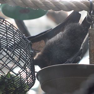 Rodrigues Fruit Bat (Pteropus rodricensis)