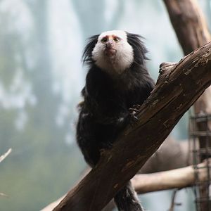 Geoffroy’s Marmoset (Callithrix geoffroyi)