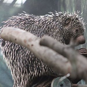 Prehensile-Tailed Porcupine (Coendu prehensilis)