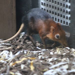 Black-and-Rufous Sengi (Rhynchocyon petersi)