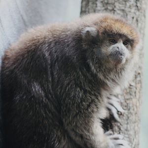 Bolivian Grey Titi (Plecturocebus donacophilus)