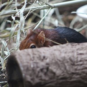 Black-and-Rufous Sengi (Rhynchocyon petersi)