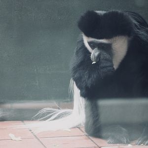 Mantled Guereza (Colobus guereza)