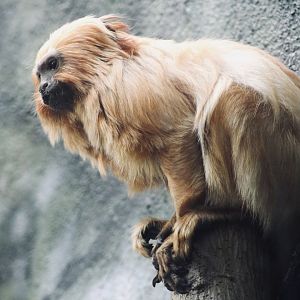 Golden Lion Tamarin (Leontopithecus rosalia)