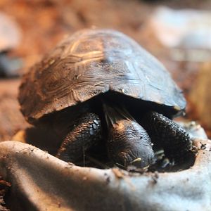 Juvenile Galapagos Giant Tortoise (C. n. porteri)