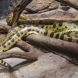 Green Anaconda (Eunectes murinus)