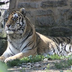 Amur Tiger (P. t. tigris / “altaica”)