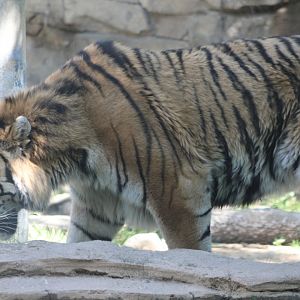 Amur Tiger (P. t. tigris / “altaica”)