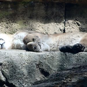 Puma (Puma concolor ssp.)