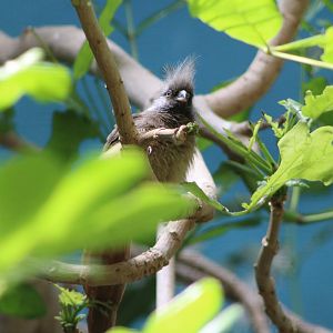 Speckled Mousebird (Colius striatus)
