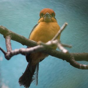 Sihek / Guam Kingfisher (T. cinnamominus)