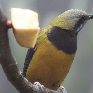 Orange-Bellied Leafbird (Chloropsis hardwickii)
