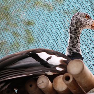 White-Winged Duck (Asarcornis scutulata)
