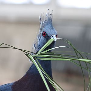 Crash the Victoria Crowned Pigeon (Goura victoria)