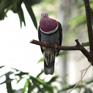 Pink-Headed Fruit Dove (P. porphyreus)