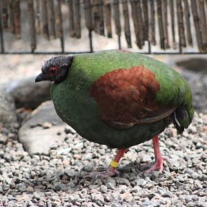 Crested Partridge (Rollulus rouloul)