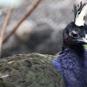 Eric the Congo Peafowl (Afropavo congensis)