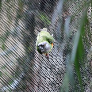 Senegal Parrot (Poicephalus senegalus)