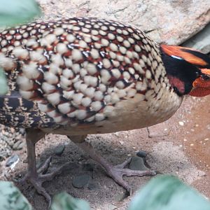 Cabot’s Tragopan (Tragopan caboti)