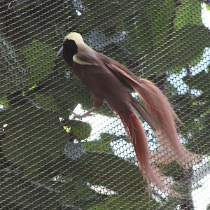 Raggiana Bird-of-Paradise (Paradisaea raggiana)