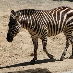 Plains Zebra (Equus quagga ssp.)