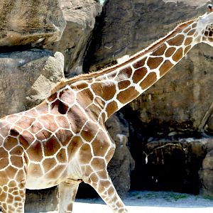 “Reticulated” Giraffe (Giraffa sp.)