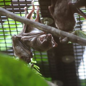 Common Vampire Bats (Desmodus rotundus)