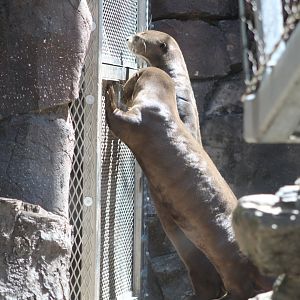 Giant Otters (Pteronura brasiliensis)