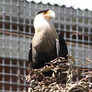 Northern Crested Caracara (C. p. cheriway)