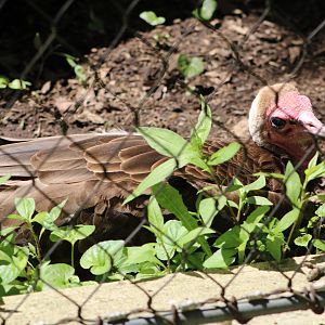 Hooded Vulture (Necrosyrtes monachus)