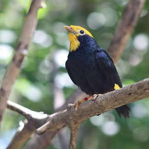 Golden-Crested Myna (Ampeliceps coronatus)