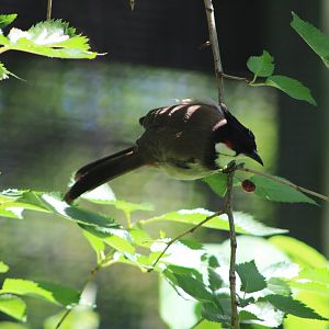 Red-Whiskered Bulbul (Pycnonotus jocosus)