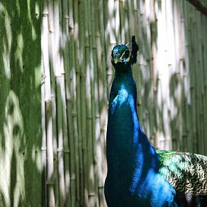 Indian Peafowl (Pavo cristatus)