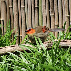 Scarlet-Faced Liocichla (Liocichla ripponi)